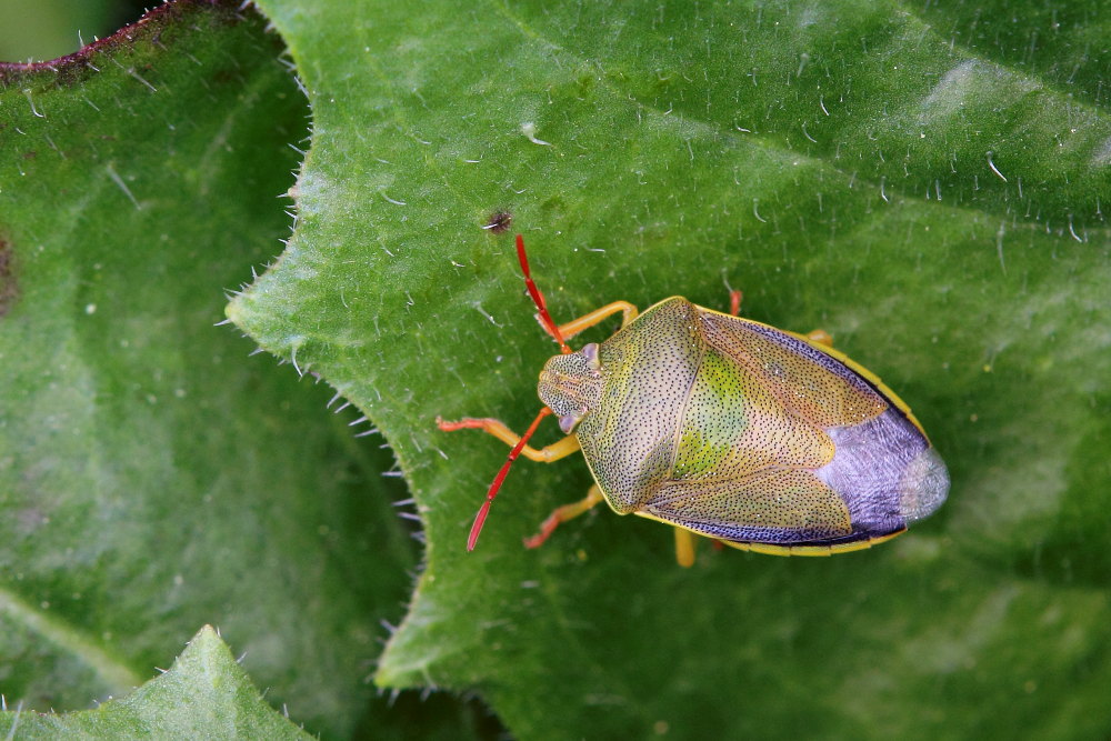 Pentatomidae: Piezodorus lituratus delle Marche