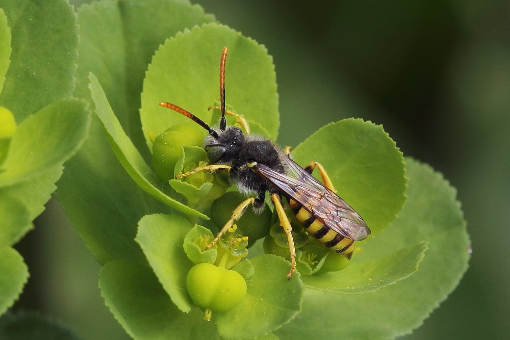 Apidae:  Nomada sp.