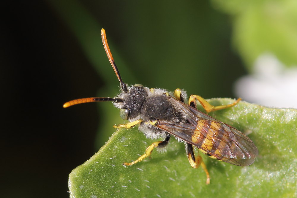 Apidae:  Nomada sp.