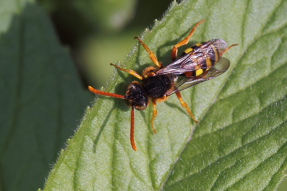 Apidae:  Nomada sp.