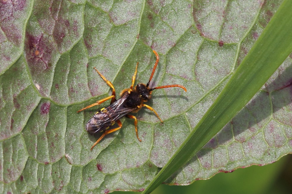 Apidae:  Nomada sp.