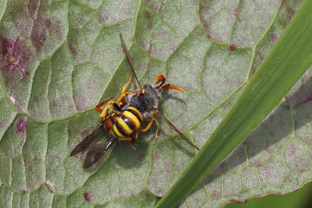 Apidae:  Nomada sp.