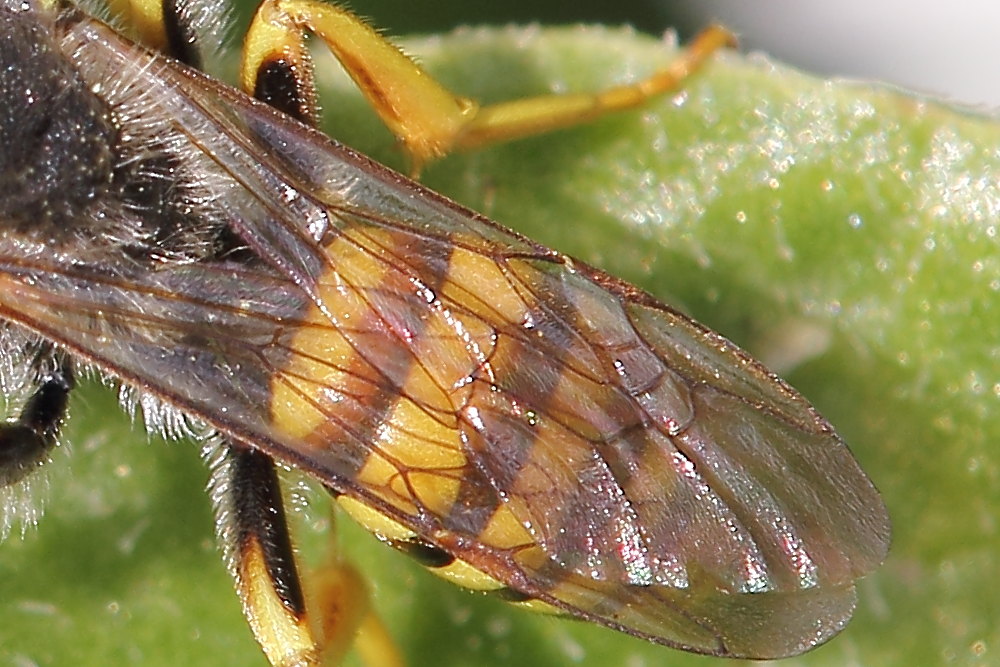 Apidae:  Nomada sp.