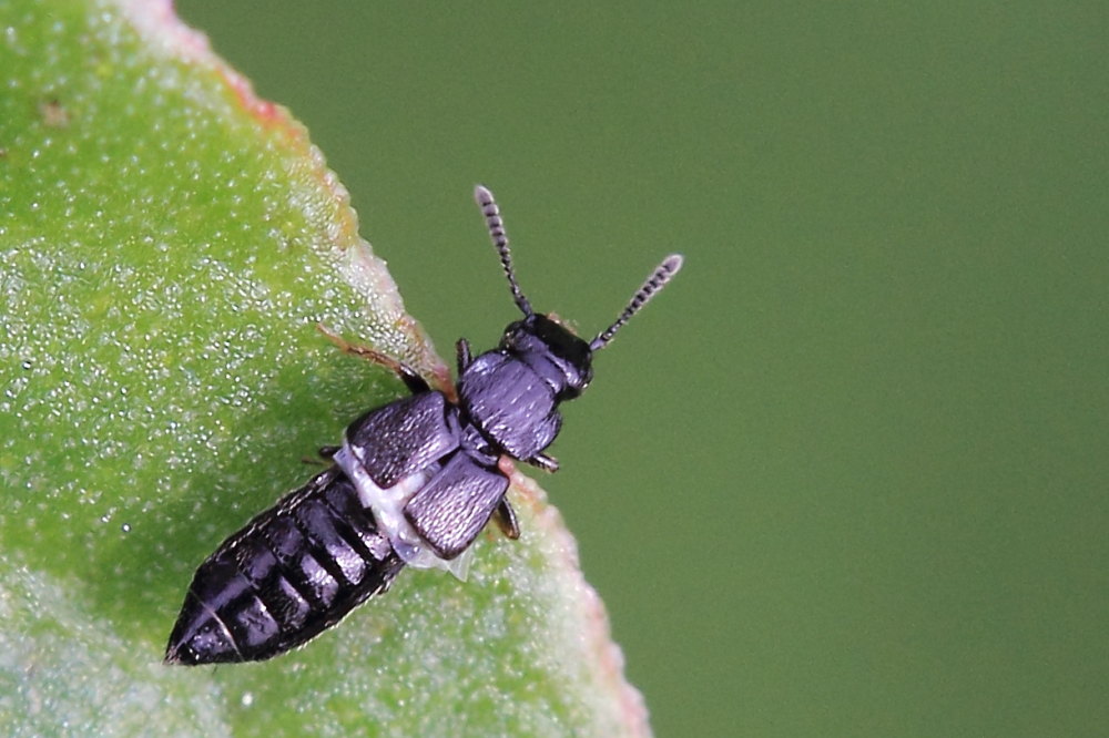 Staphylinidae da identificare