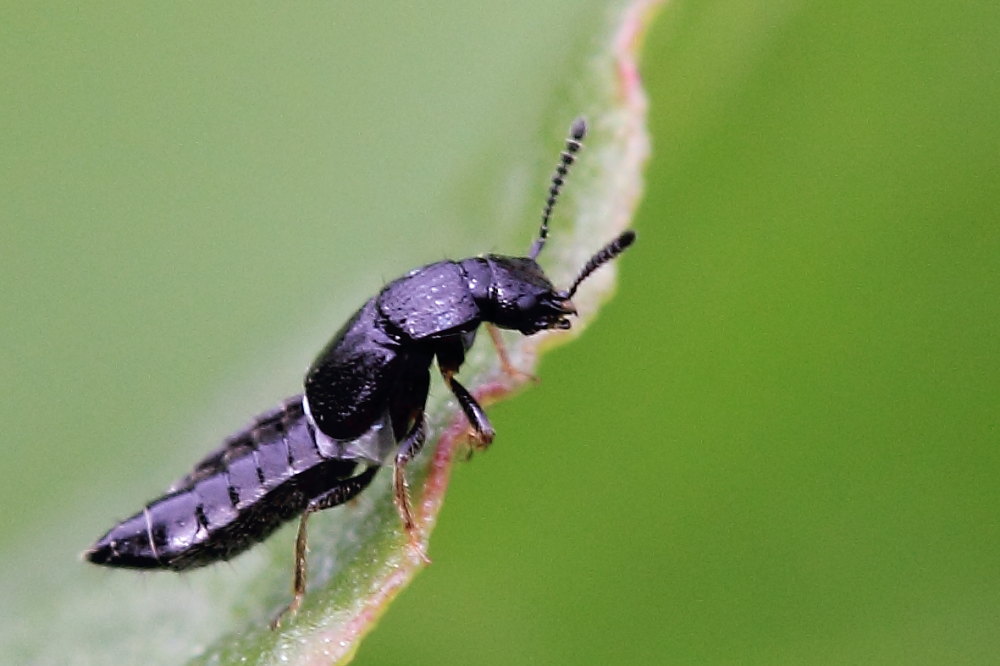 Staphylinidae da identificare