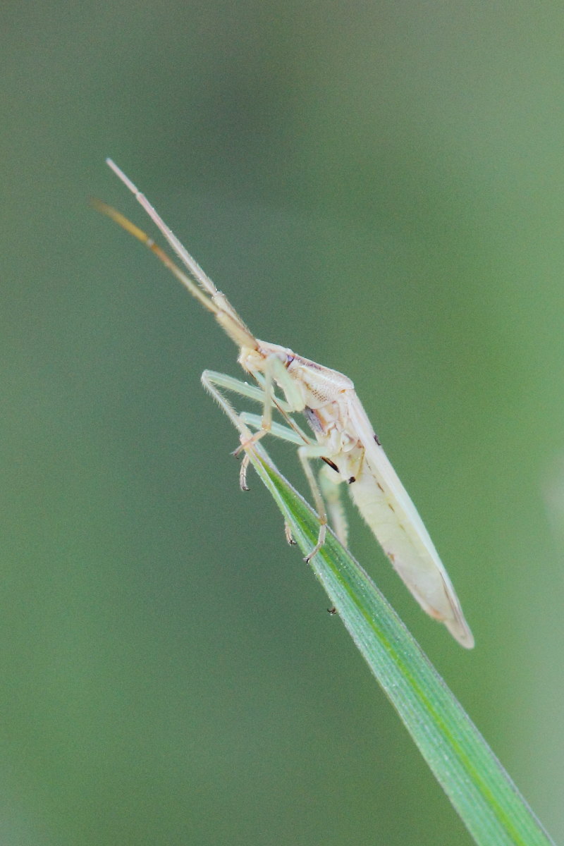 Miridae:  Stenodema (Stenodema) laevigata