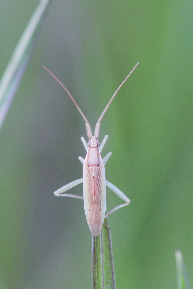 Miridae:  Stenodema (Stenodema) laevigata