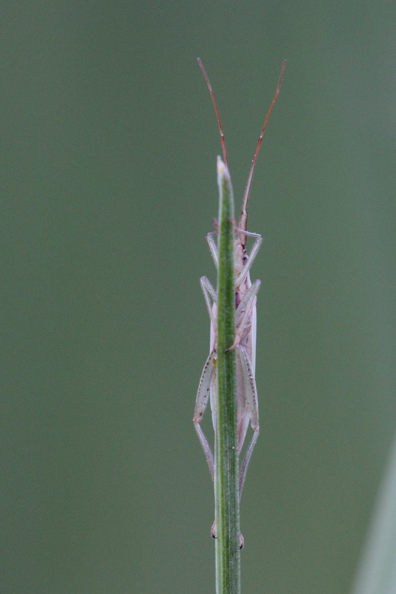 Miridae:  Stenodema (Stenodema) laevigata