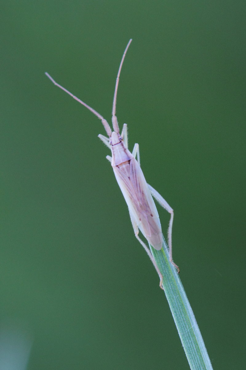 Miridae:  Stenodema (Stenodema) laevigata