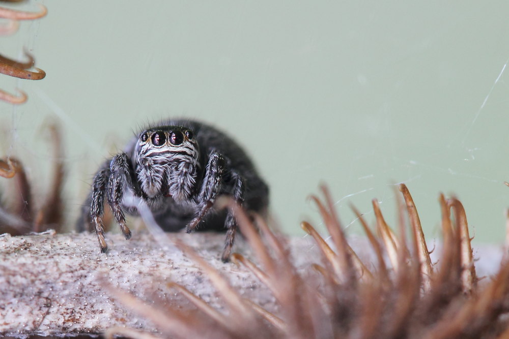 Salticidae:  Evarcha arcuata, femmina