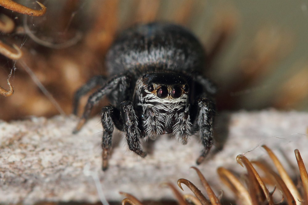 Salticidae:  Evarcha arcuata, femmina