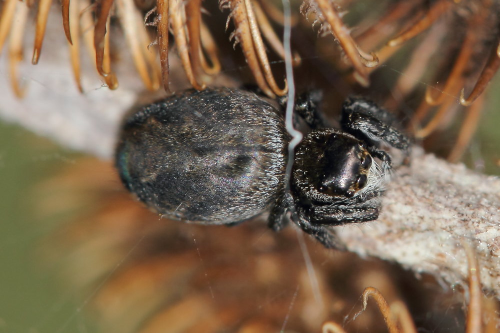 Salticidae:  Evarcha arcuata, femmina