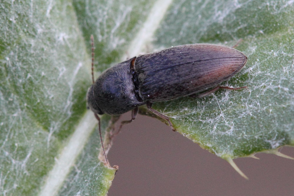 Agriotes sp., Elateridae