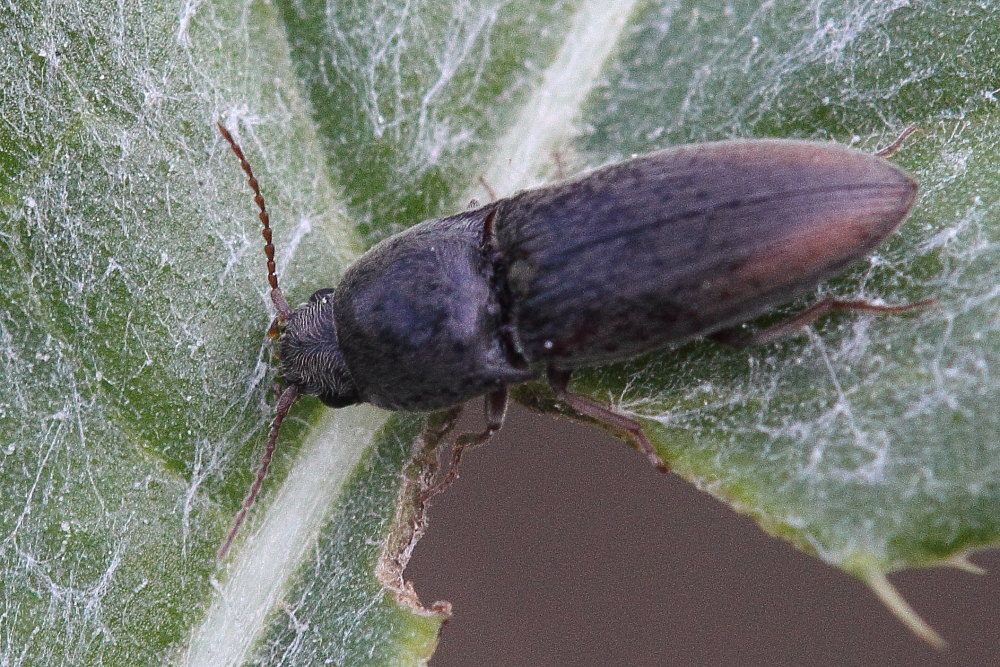 Agriotes sp., Elateridae