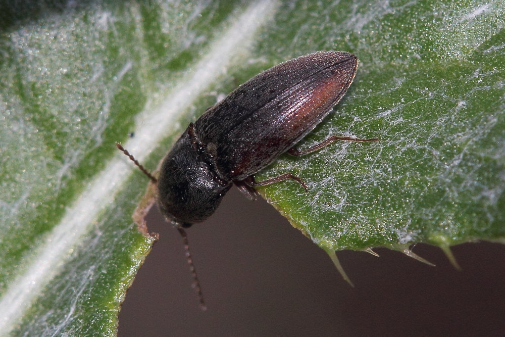 Agriotes sp., Elateridae