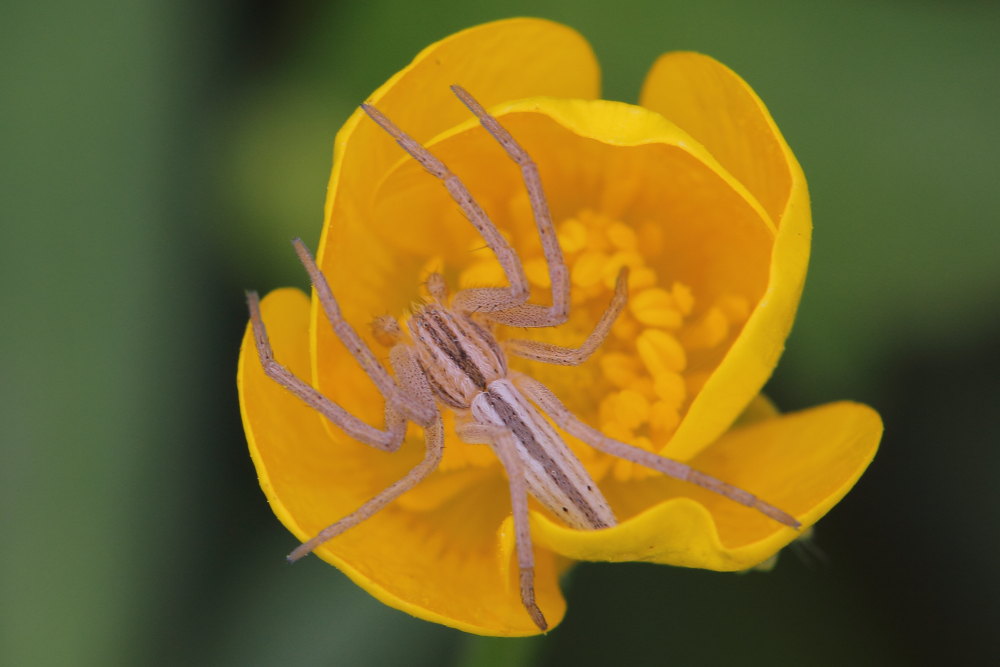 Philodromidae: Tibellus sp. - Fabriano (AN)