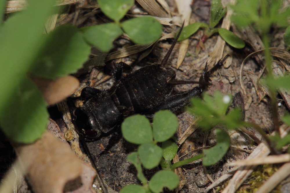 immaturo di Gryllus campestris