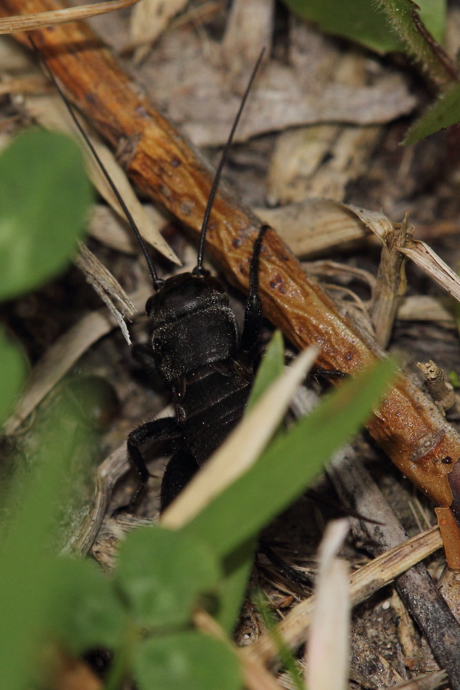 immaturo di Gryllus campestris