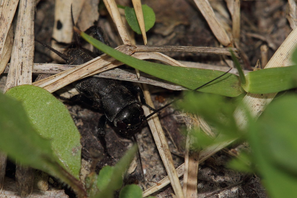 immaturo di Gryllus campestris