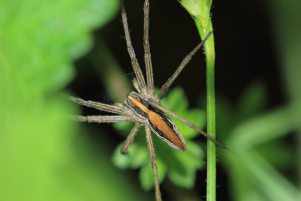 Pisauridae?  S,  Pisaura cfr. mirabilis - Osimo (AN)