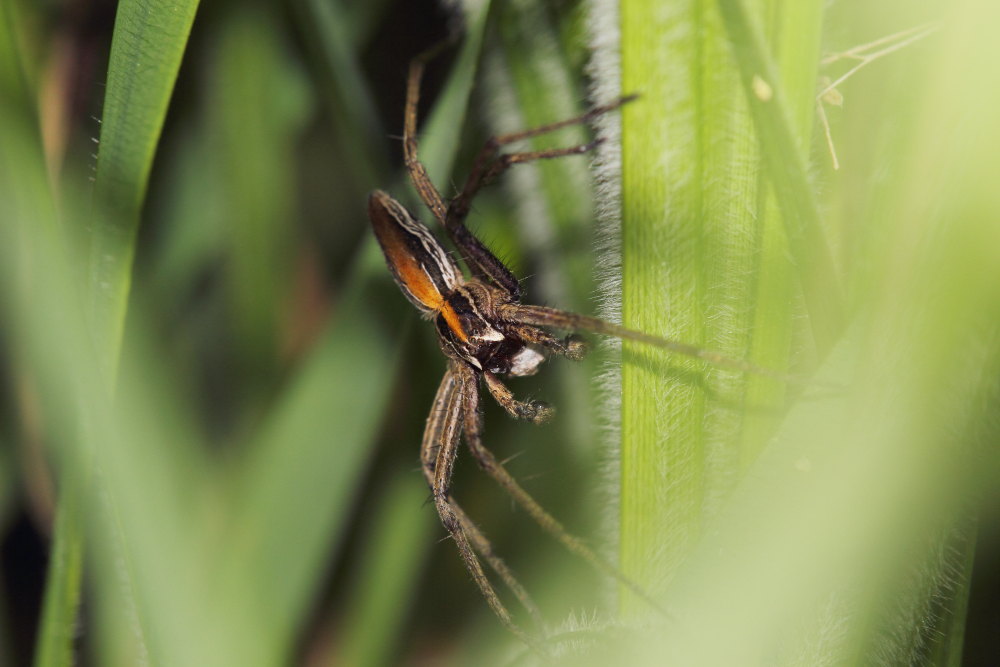 Pisauridae?  S,  Pisaura cfr. mirabilis - Osimo (AN)