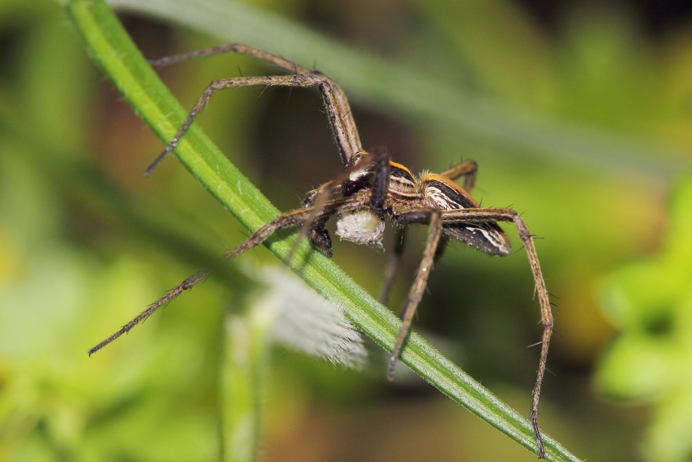 Pisauridae?  S,  Pisaura cfr. mirabilis - Osimo (AN)