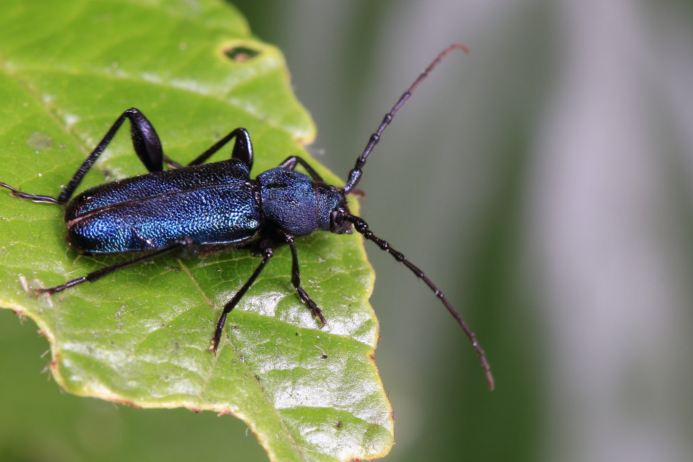 Cerambicidae:  Callidium violaceum?  S !