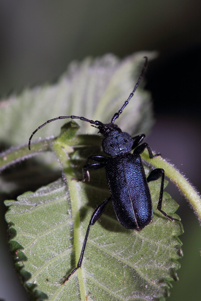 Cerambicidae:  Callidium violaceum?  S !