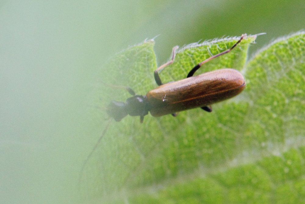 Cantharidae:  Rhagonycha fuscitibia