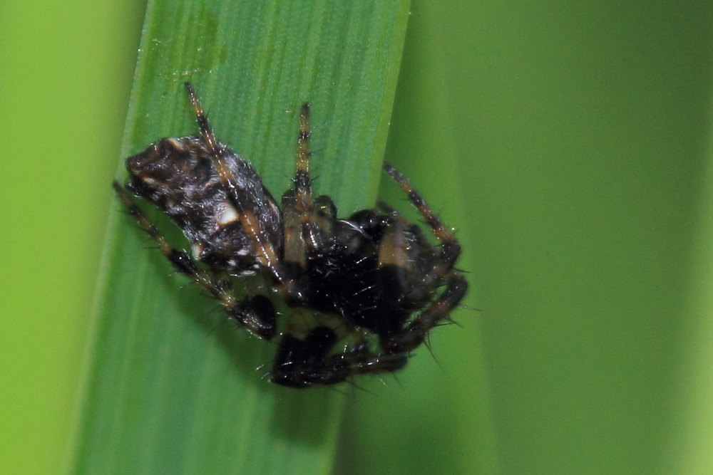 Araneidae:  Cyclosa sp.   - Osimo (AN)