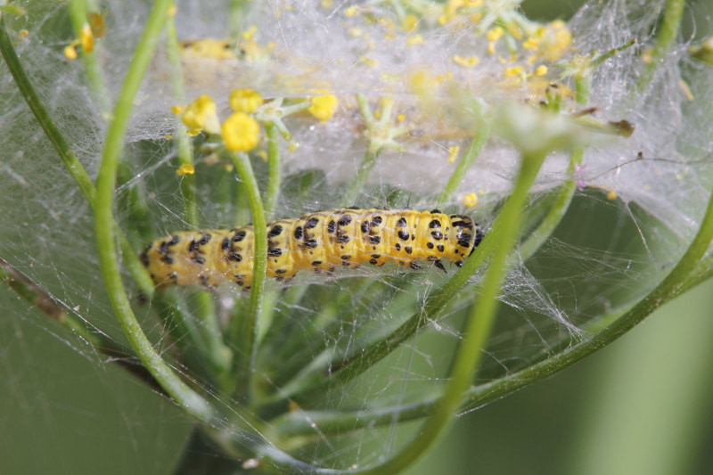 Bruco da identificare - Sitochroa palealis