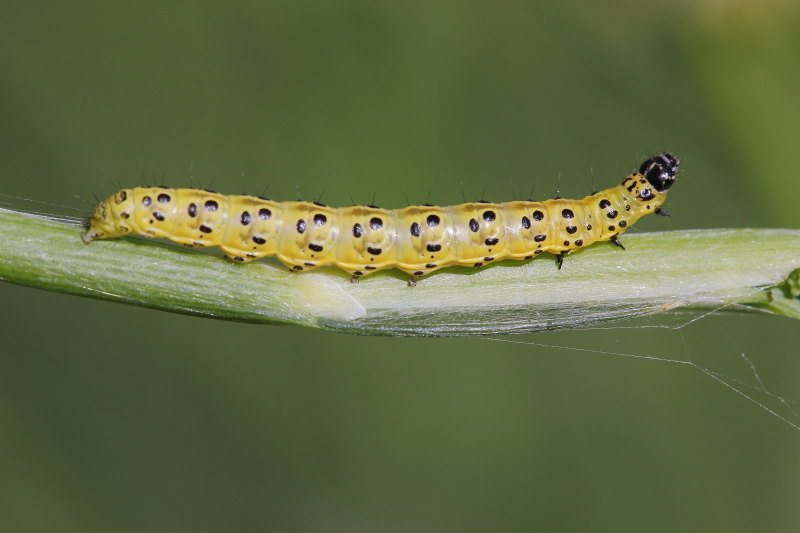 Bruco da identificare - Sitochroa palealis