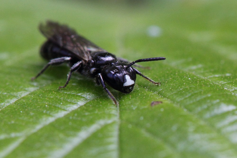 Ceratina cucurbitina?  S, maschio