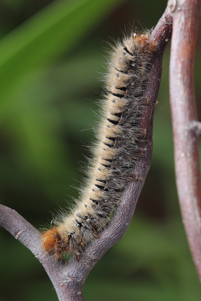 Da identificare - Lasiocampa (Lasiocampa) quercus