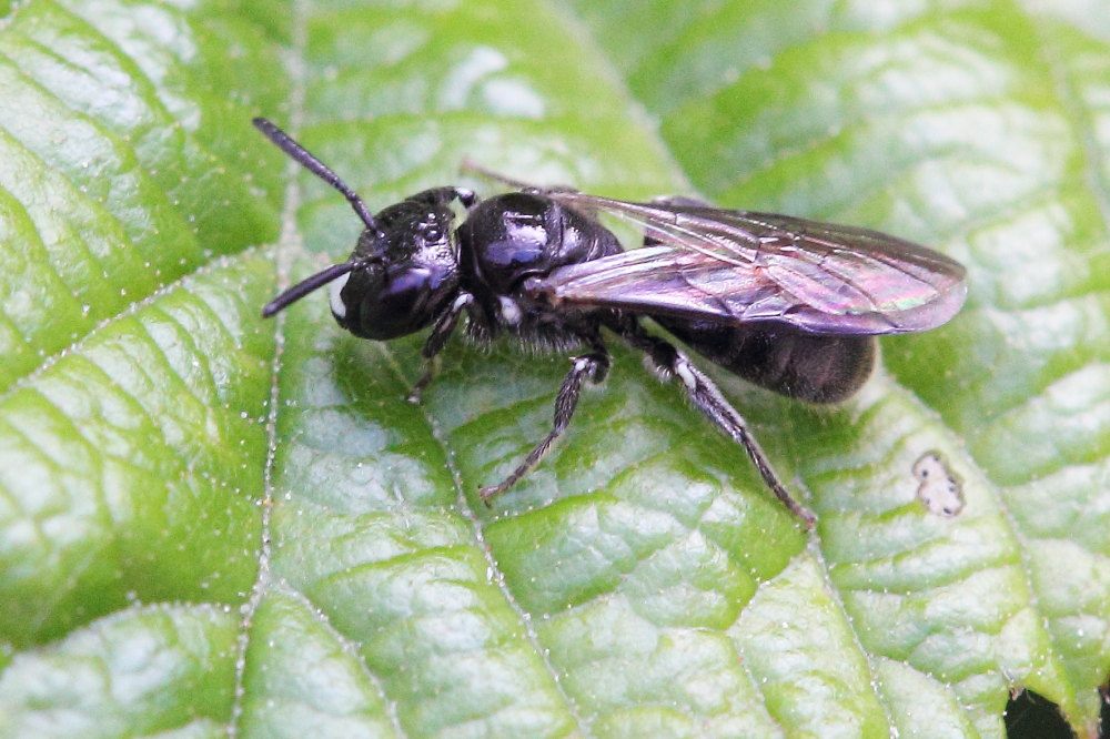 Ceratina cucurbitina?  S, maschio