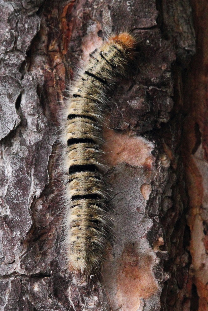 Da identificare - Lasiocampa (Lasiocampa) quercus