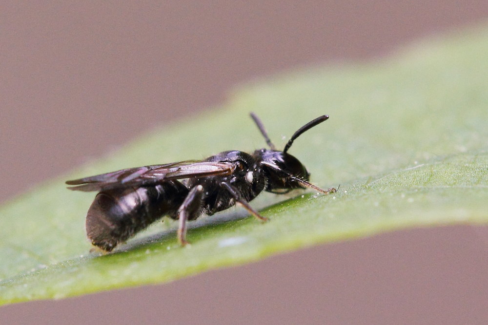 Ceratina cucurbitina?  S, maschio