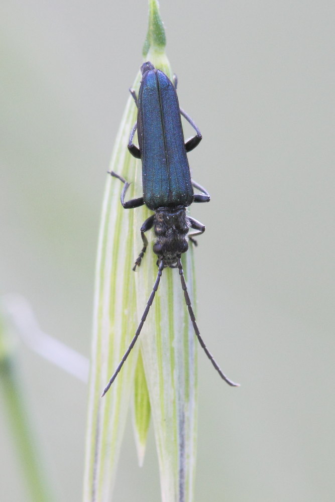 Anogcodes ruficollis? Si, maschio, Oedemeridae