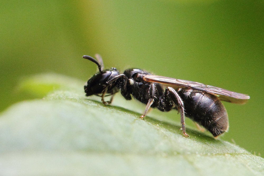 Ceratina cucurbitina?  S, maschio