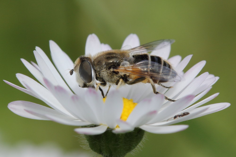 Syrphidae: Eristalis cfr. arbustorum, femmina