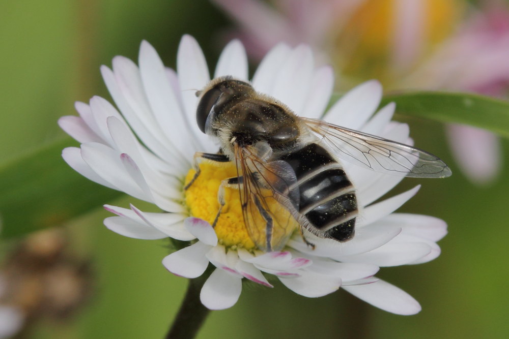 Syrphidae: Eristalis cfr. arbustorum, femmina