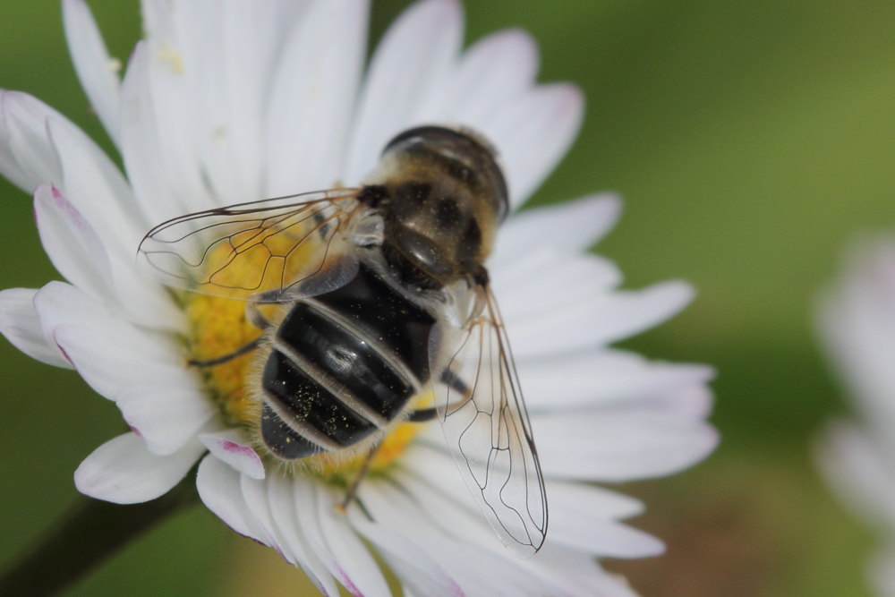 Syrphidae: Eristalis cfr. arbustorum, femmina