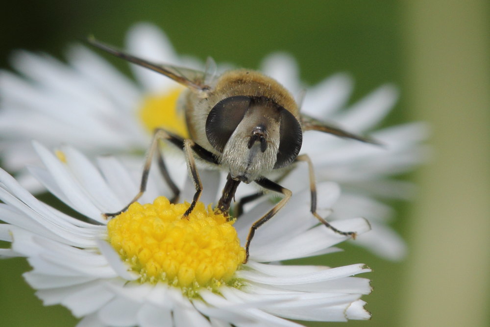 Syrphidae: Eristalis cfr. arbustorum, femmina