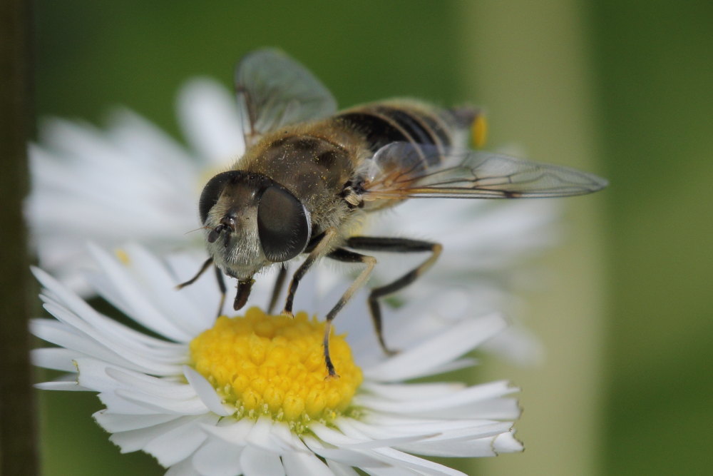 Syrphidae: Eristalis cfr. arbustorum, femmina