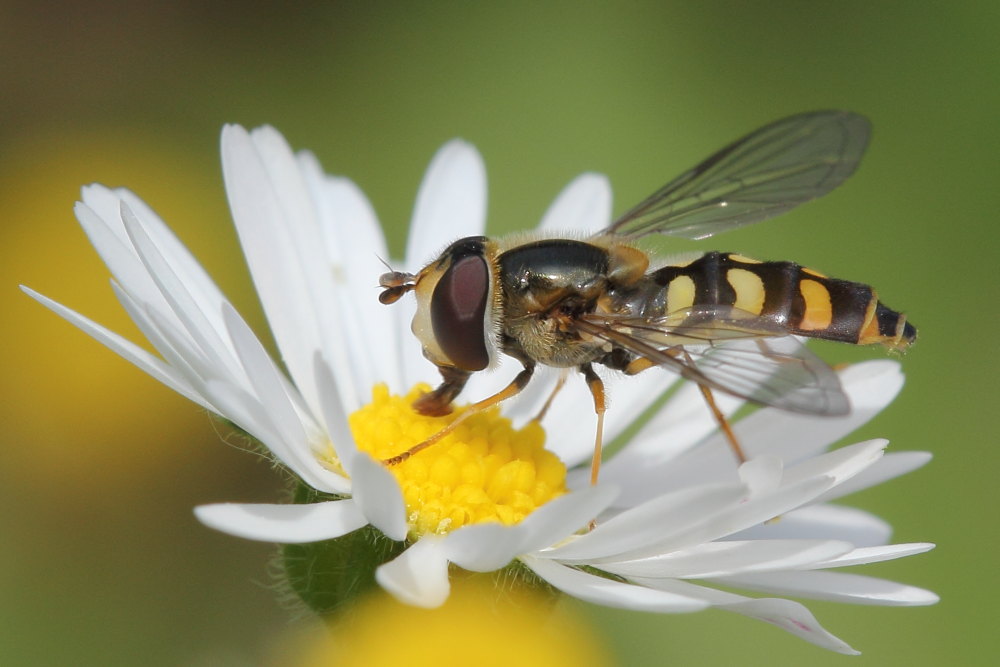 Syrphidae:  Eupeodes sp.,  femmina