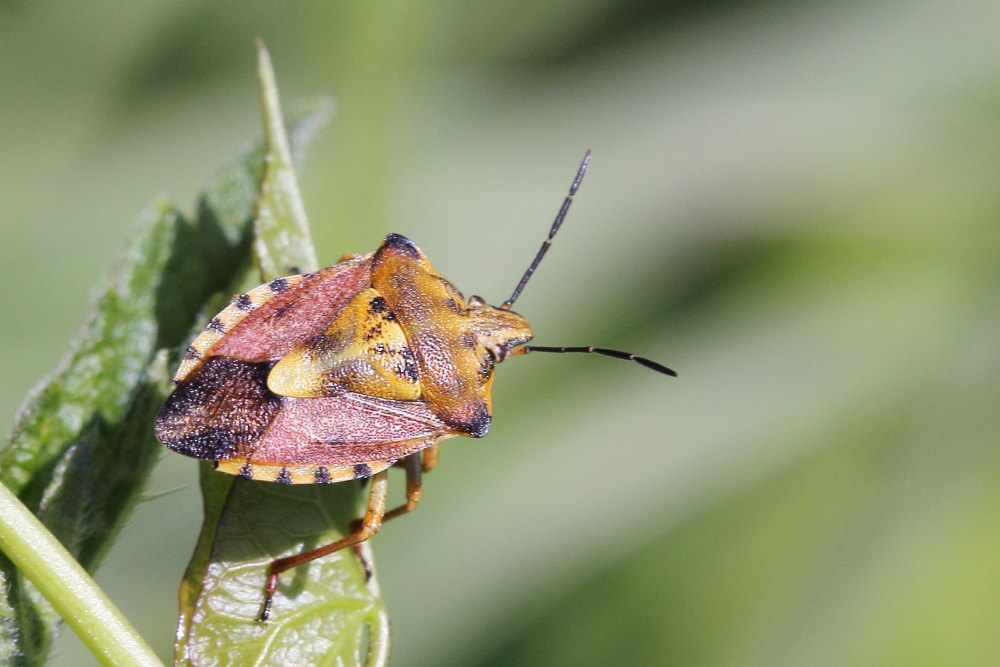 Carpocoris mediterraneus?