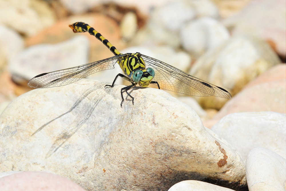 Onychogomphus forcipatus ? - Si