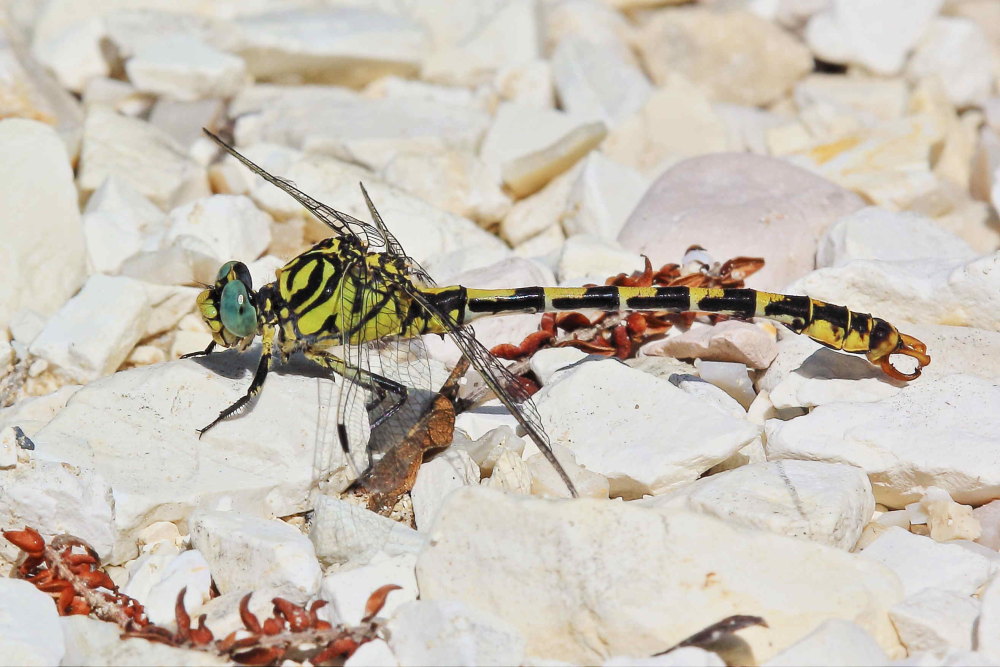 Onychogomphus forcipatus ? - Si