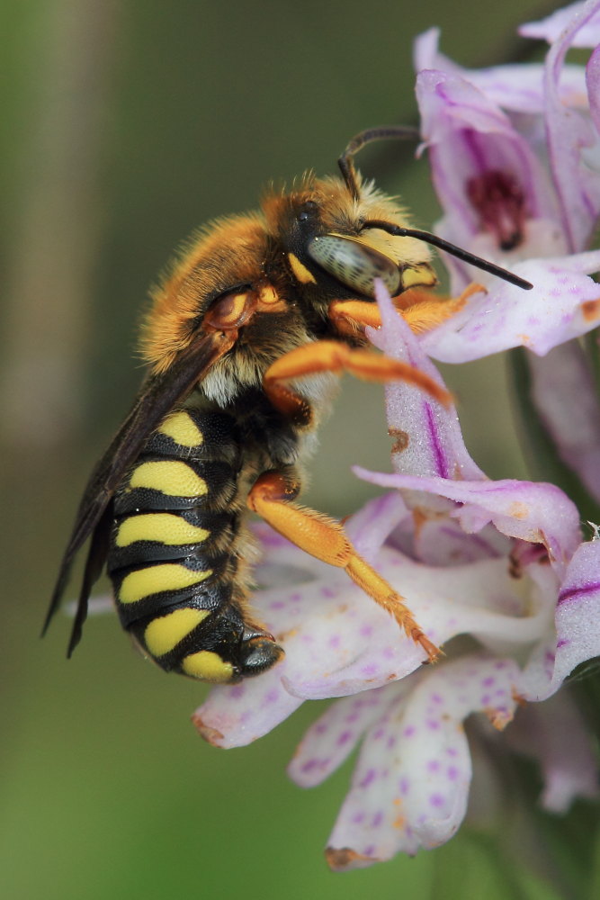 Rhodanthidium septemdentatum, maschio