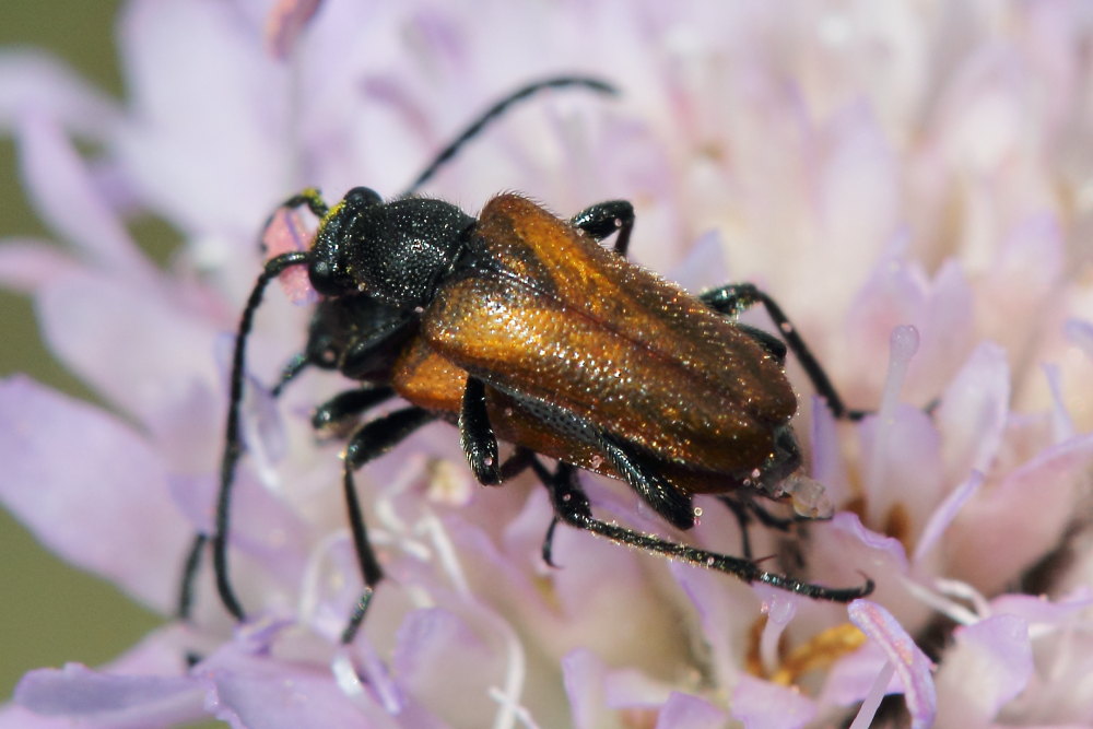 Pseudovadonia livida (Cerambycidae)